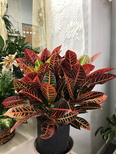 Croton-8"